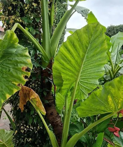 Murko P-4 Apartament