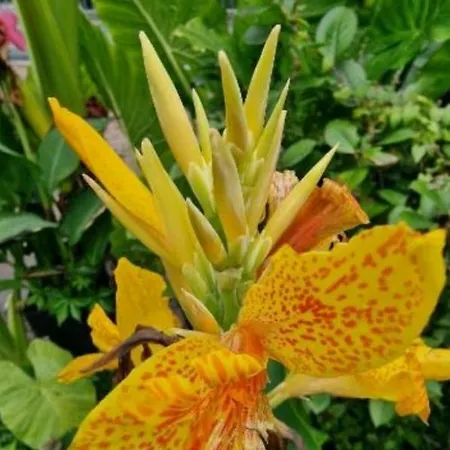 Murko P-4 * לובליאנה