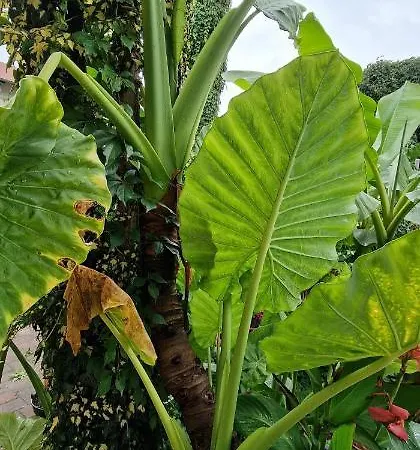 Murko P-4 Апартаменты