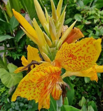 Murko P-4 * Ljubljana