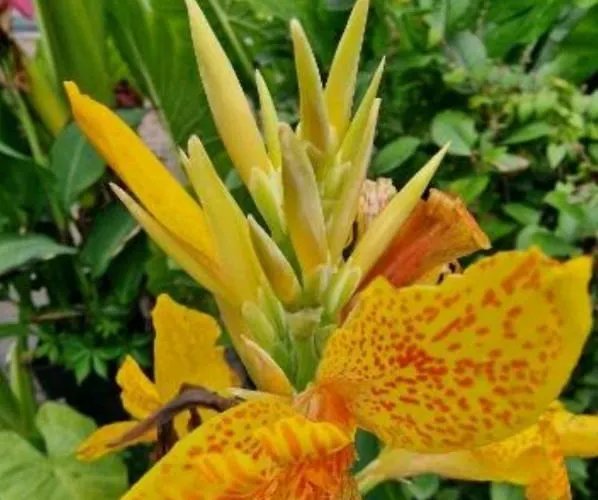 Murko P-4 * 卢布尔雅那